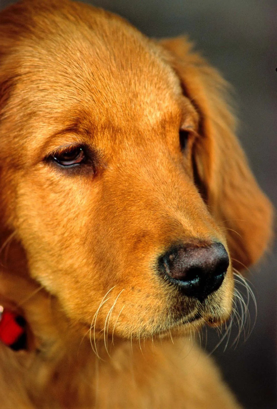 Where to Find Dog Friendly Cafes Dublin With Outdoor Seating